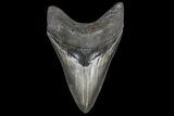 Serrated, Lower Megalodon Tooth - Georgia #69760-1